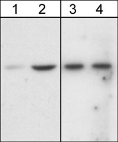 WB - Anti-Akt (N-terminal region) Antibody AN1624
